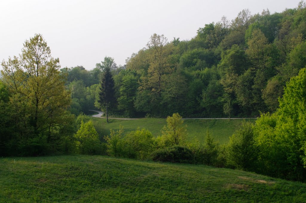 Strada nel bosco by Andrea Baldrani