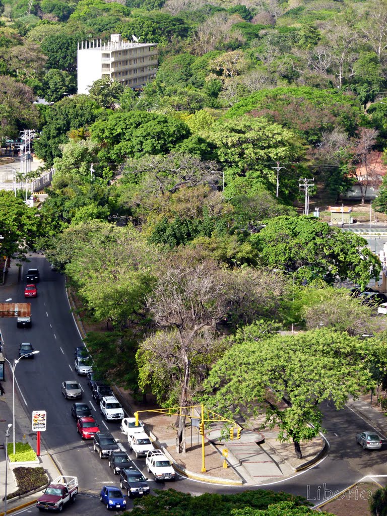 Avenida las Delicias Maracay Venezuela! Vegetación! by liborio_car