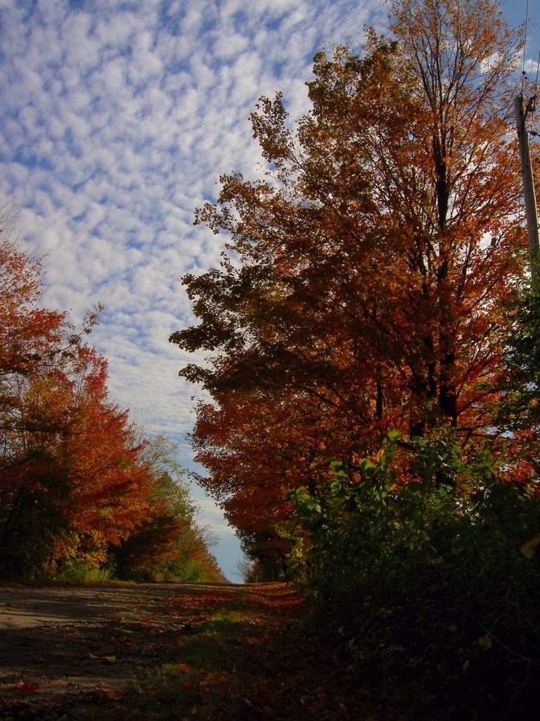 Janetville,Ontario by KennySun