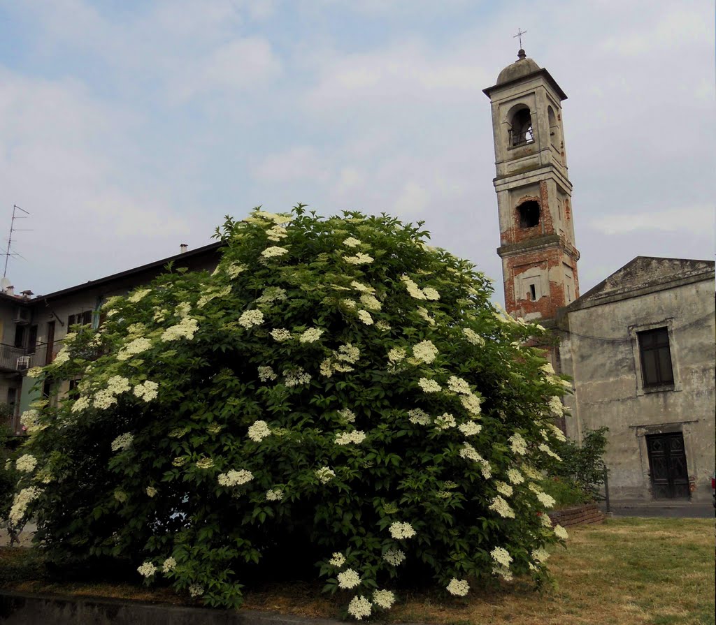 Sambuco e vecchia chiesa a Veveri Novara by vegalira