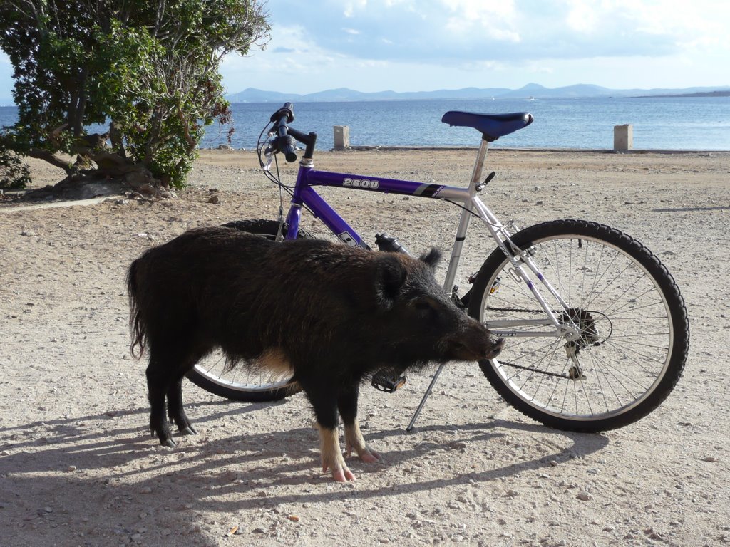 Asinara by Paola Frog