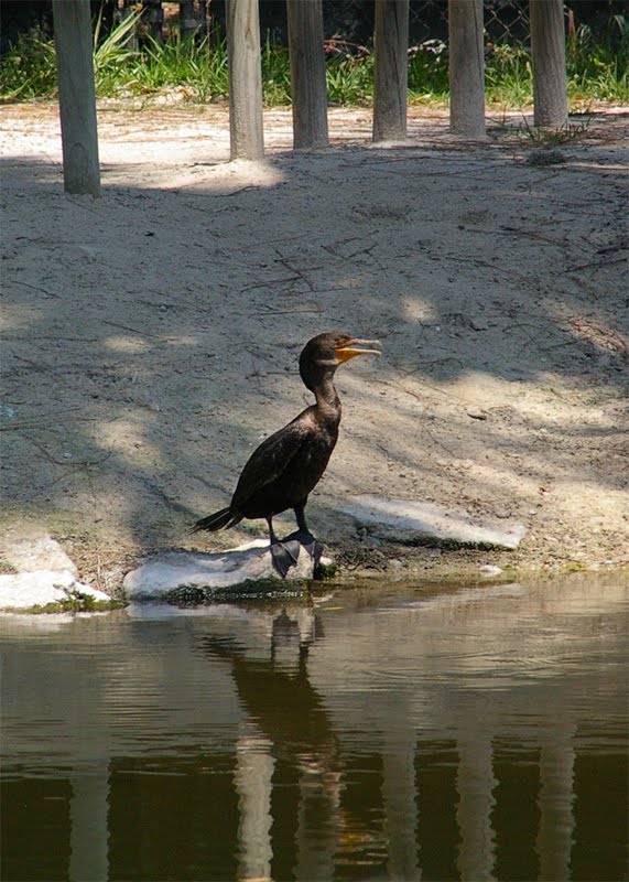 Naples Zoo at Caribbean Gardens, Florida by Kostya WOW