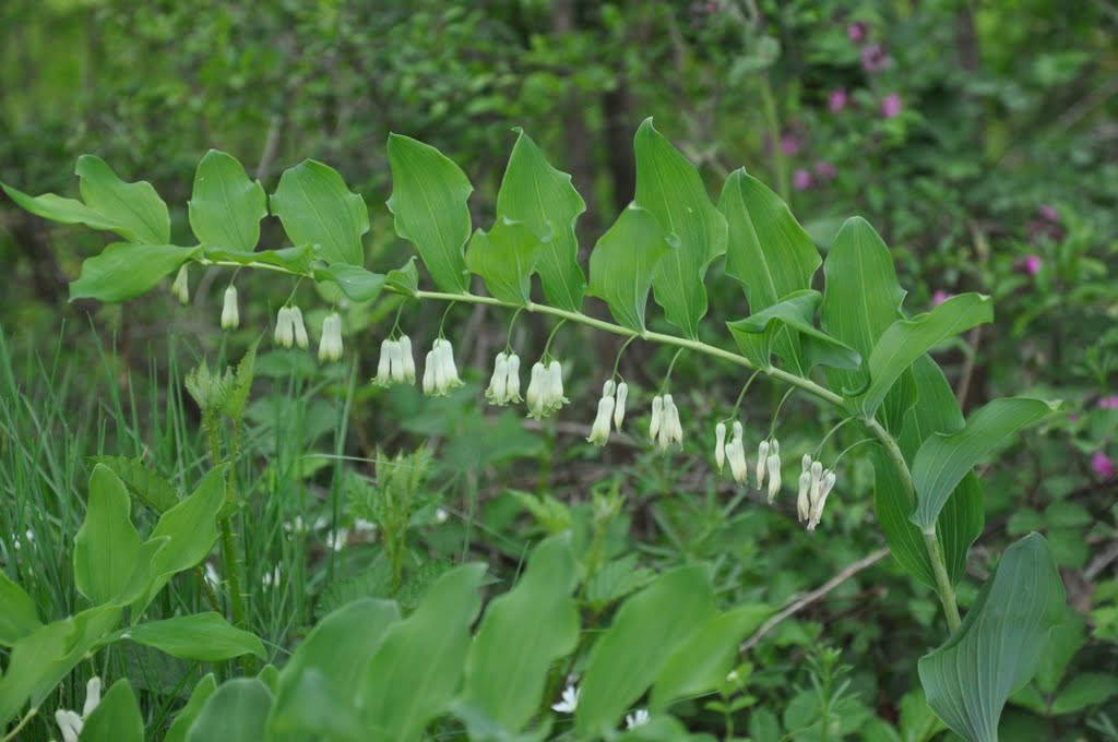 Flore d'Alsace by Beck Jean-Paul