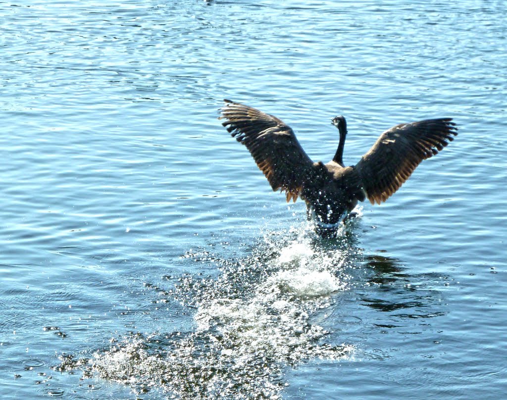 Goose landing by MoonShineMcGee by MoonShineMcGee