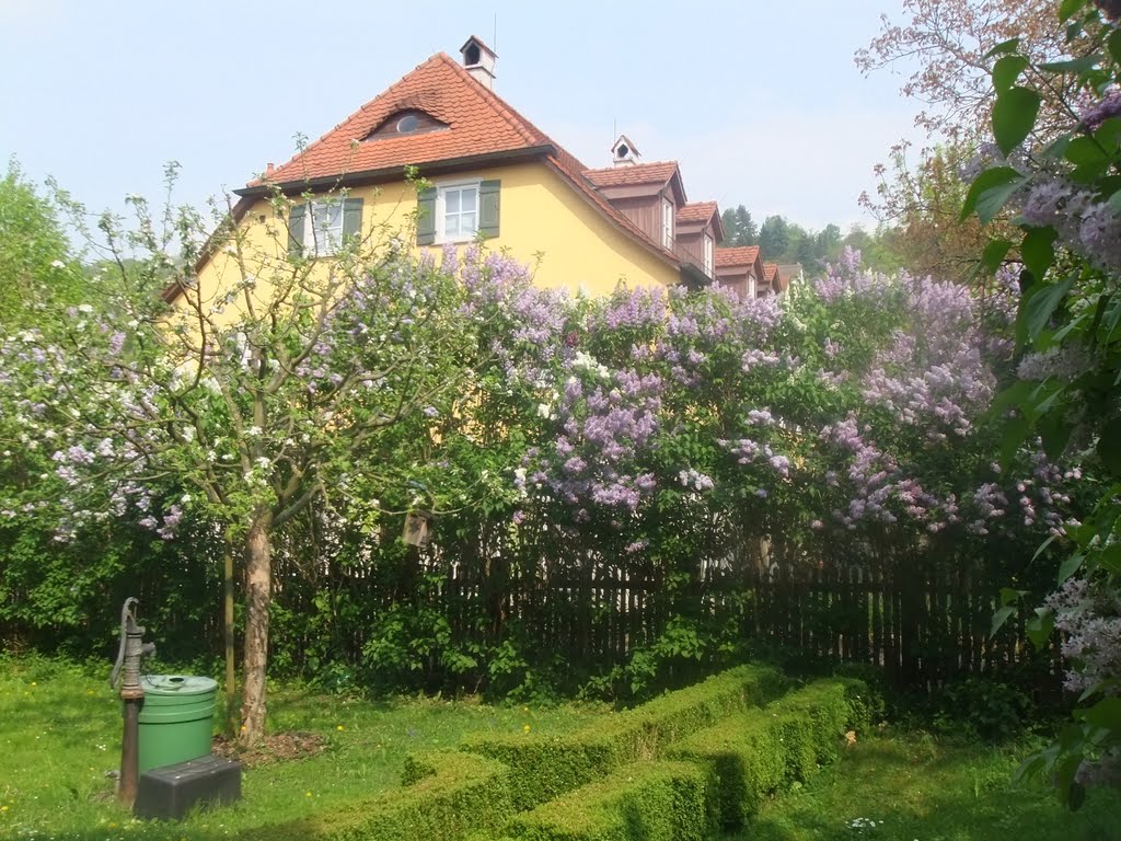 Niederstetten - Fliederblüte am Grabenschied by stedinger85