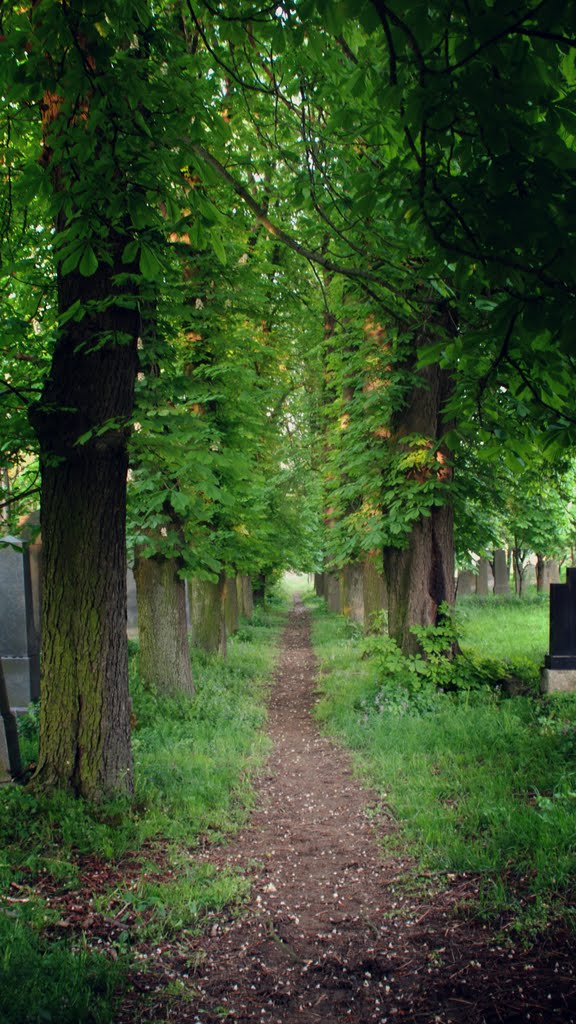 Jewish cemetery // Židovský cintorín by Filip Jurovatý