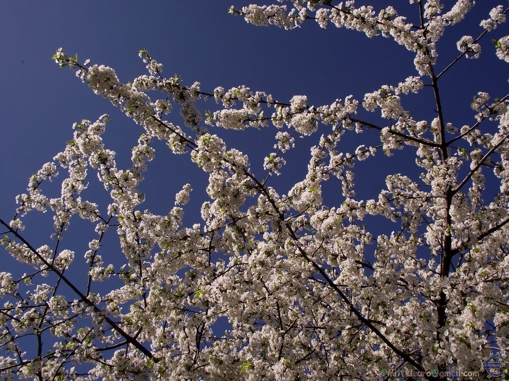 Endlich wieder Frühlingszeit, 10.April,2011 by € Mitteleuropäer €