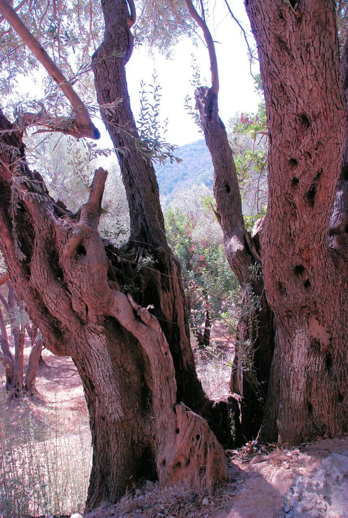 Marathokampos, Greece by Erling Als Nielsen