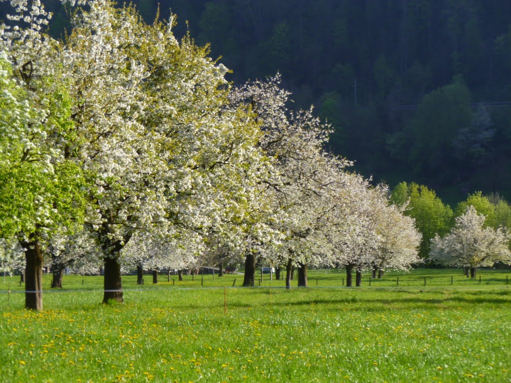 Arther Kirschgarten 11 04 2011 um 0830 Uhr, Saarbach by Lukas Fassbind