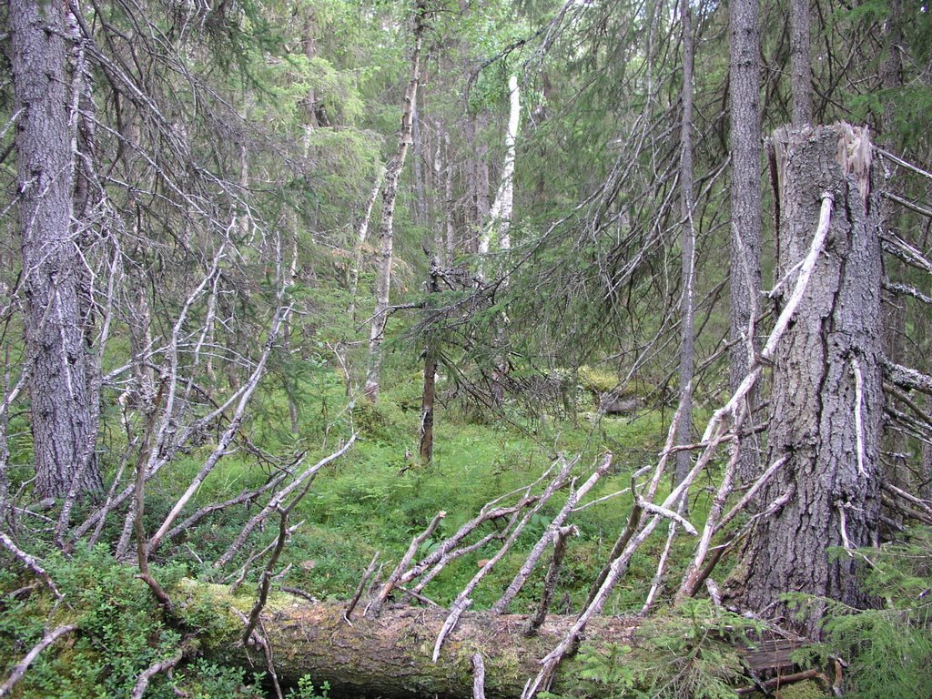 Ingridsbrännan unprotected old-growth forest 4 by OlliM