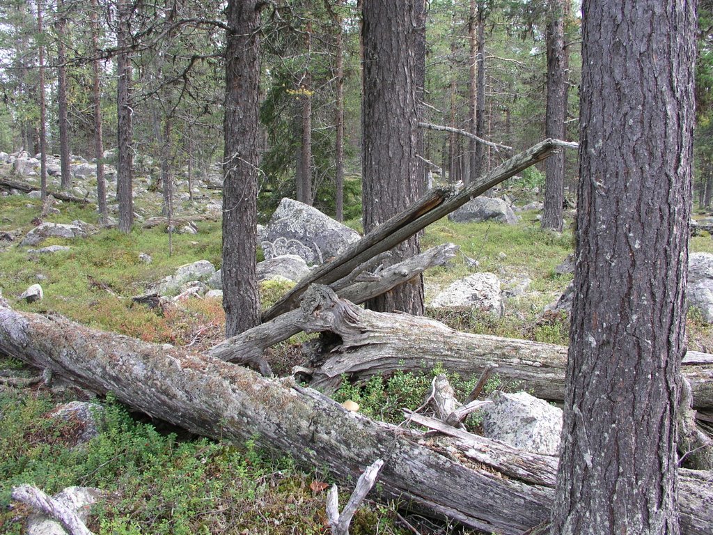 Kuorpavare unprotected old-growth forest by OlliM