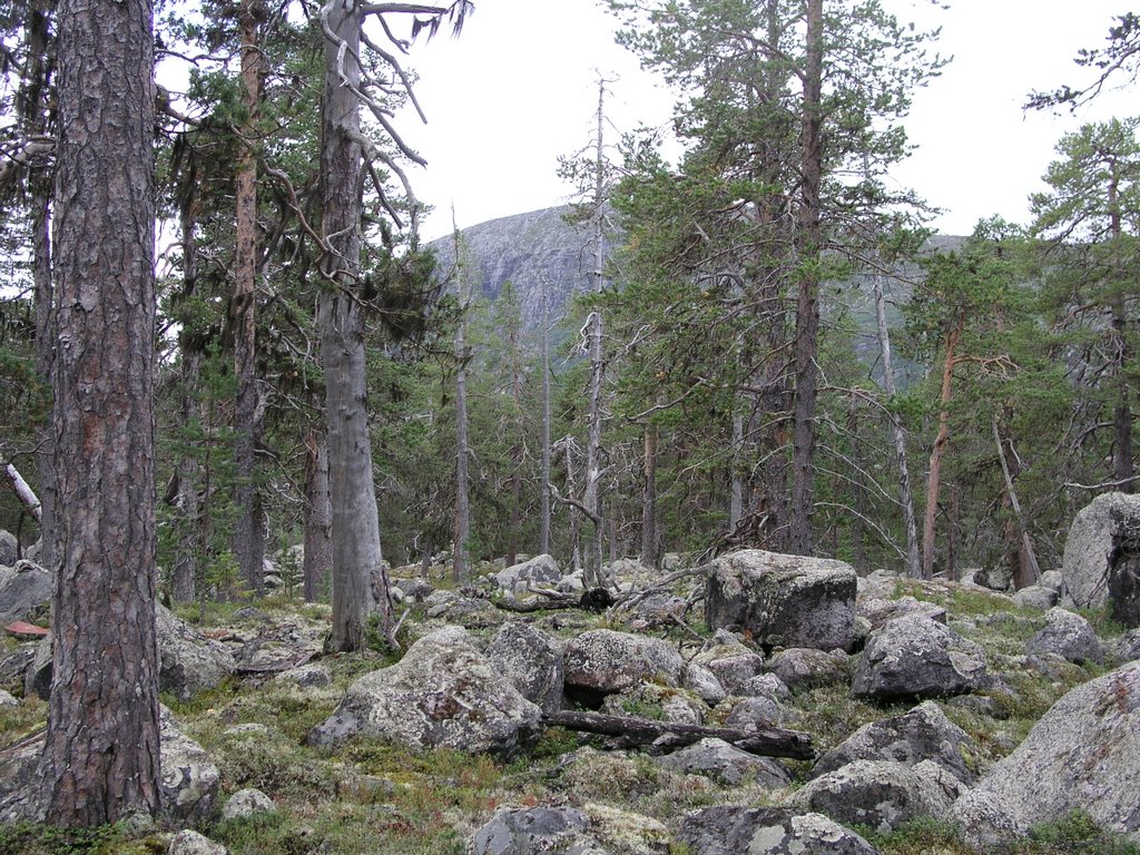 Mattaureälven-Båldakatj unprotected old-growth forest 3 by OlliM