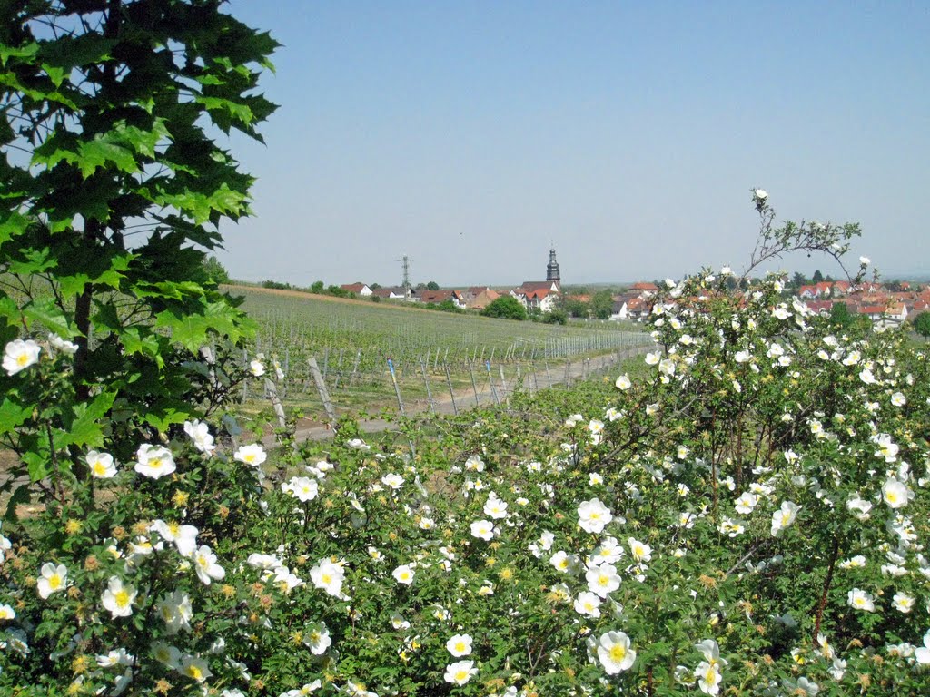 Frühling in den Weinbergen bei Kallstadt by Andreas-Müller - NO VIEWS