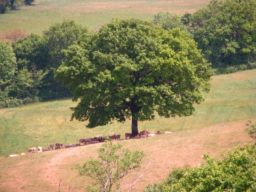 Toutes à l'ombre du même arbre !... by Phil'Ours