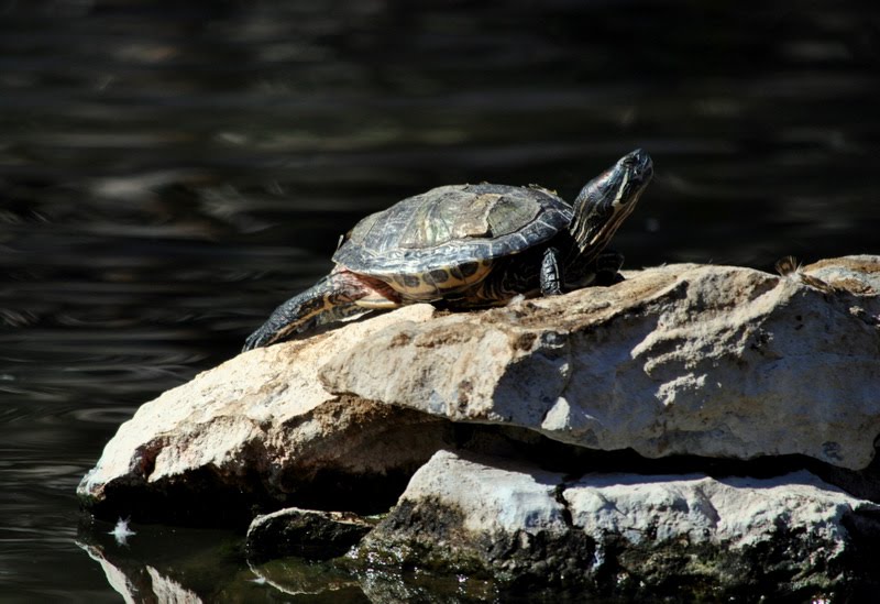 Turtle Sunning by Eleu Tabares