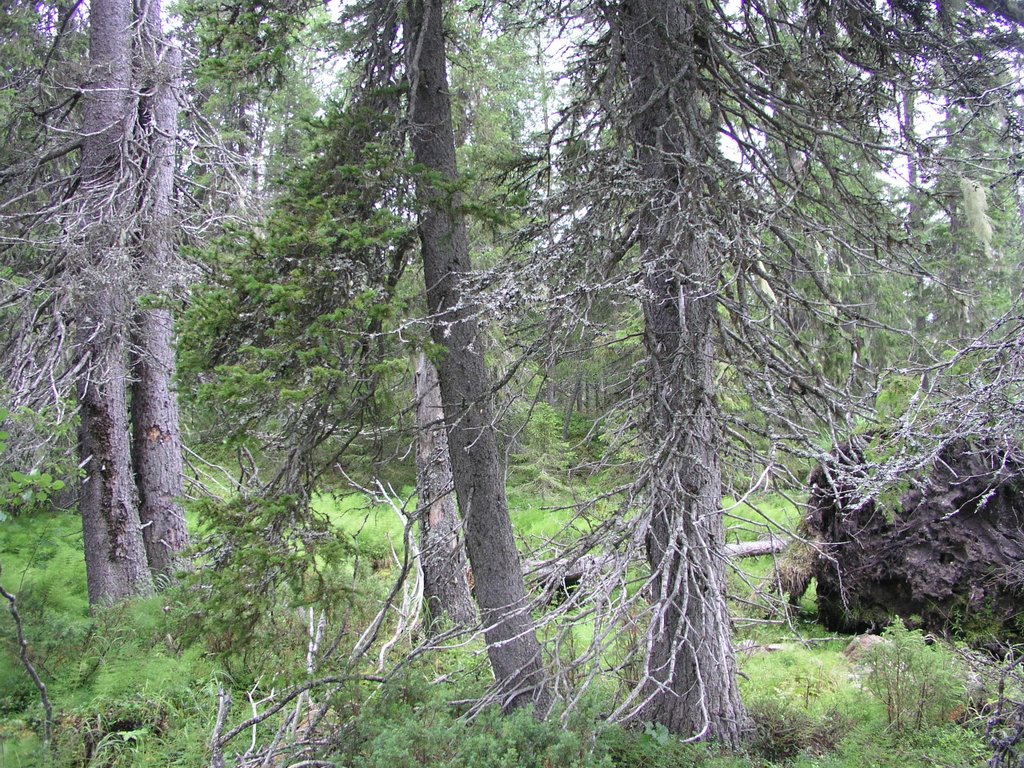 Norra Ventikkövaara unprotected old-growth forest 5 by OlliM