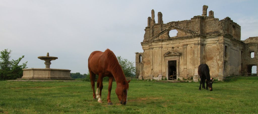 Lucky Horses by luciano mantovani