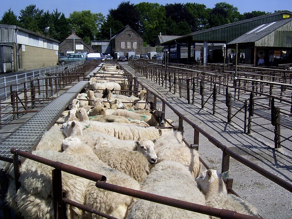 Abergavenny Cattle Market by Udo Schultz