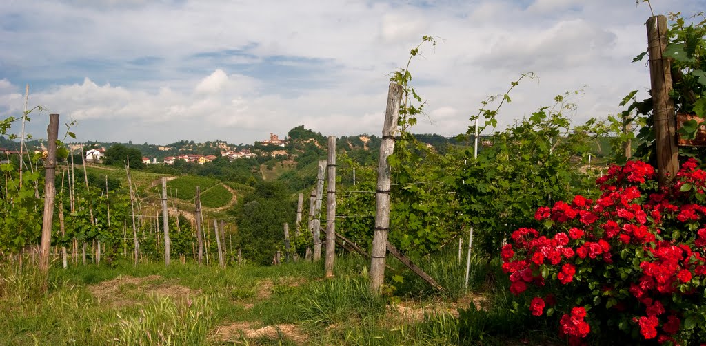 Vigneti, sullo sfondo il paese di Santo Stefano Roero by Virginia Scarsi