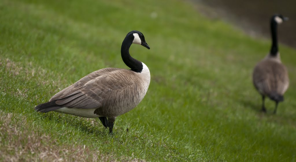 Goose Couple © Bipul Keshri by Bipul Keshri