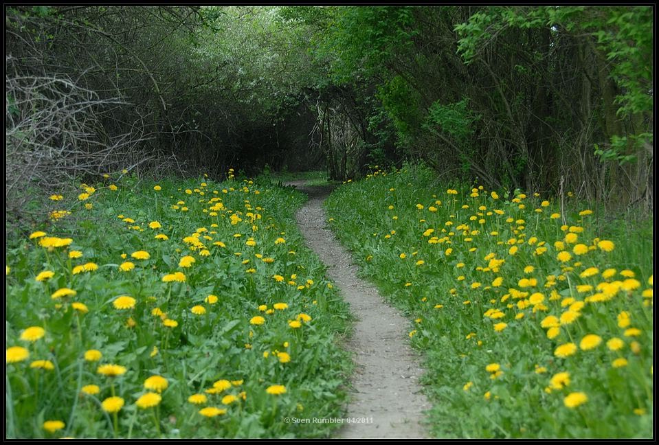 Wanderweg von Neuhof in den Zachower Forst by Sven Rumbler