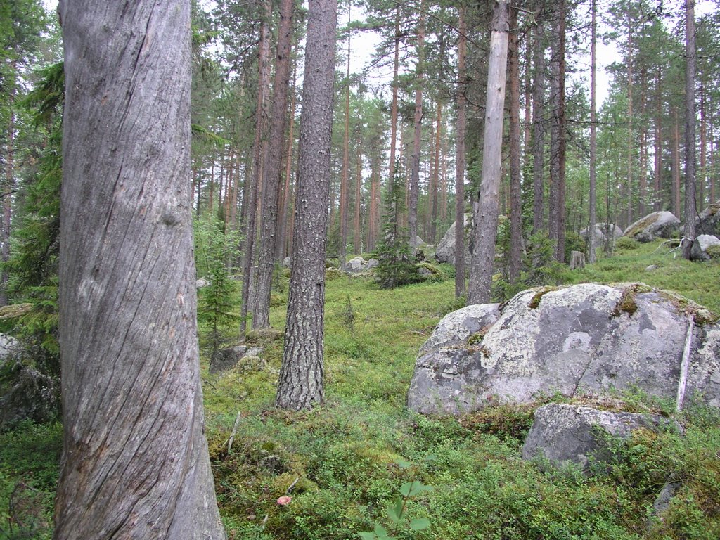 Stenberget unprotected old-growth forest by OlliM