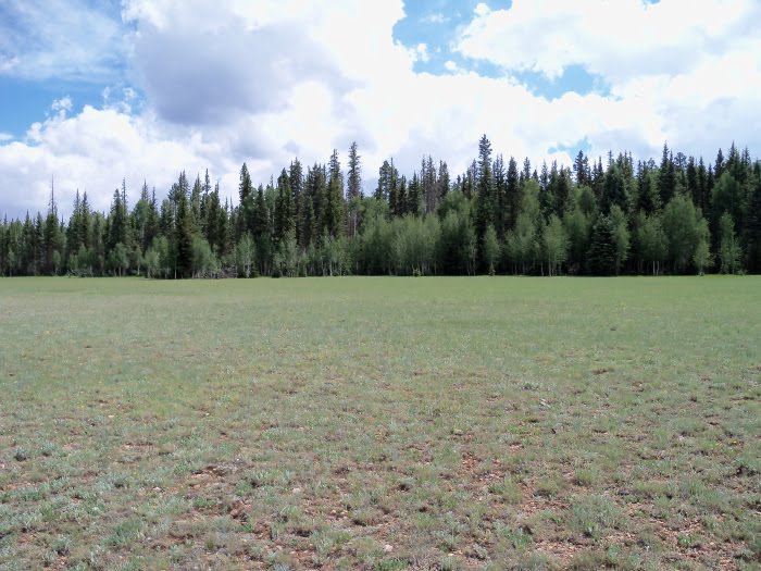 Meadow In Grand Canyon National Park by briantravelman