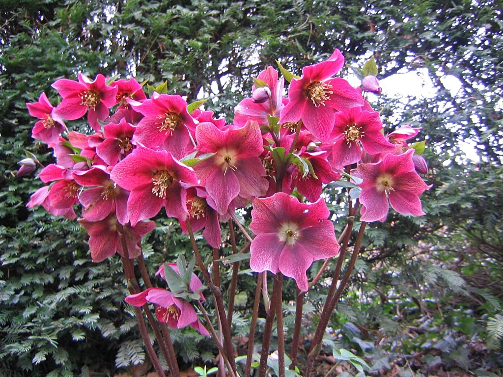 Helleborus Orientalis (1) by Lesley Rigby