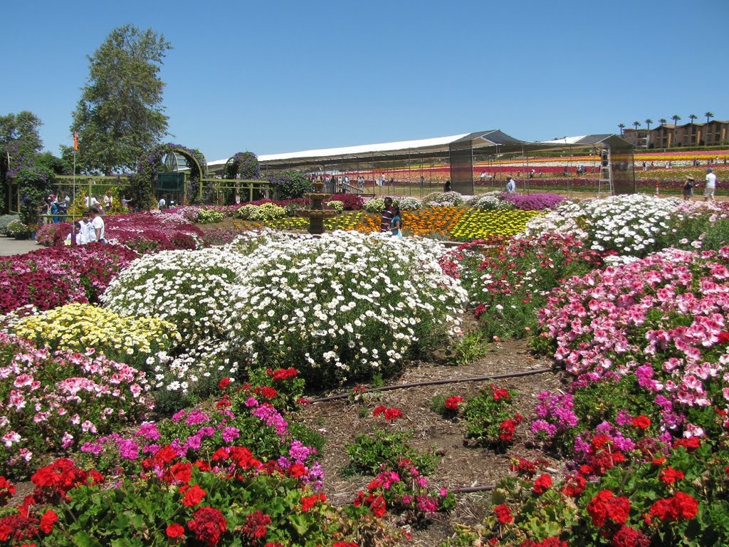 Flower Fields, Carlsbad, CA by patakieva