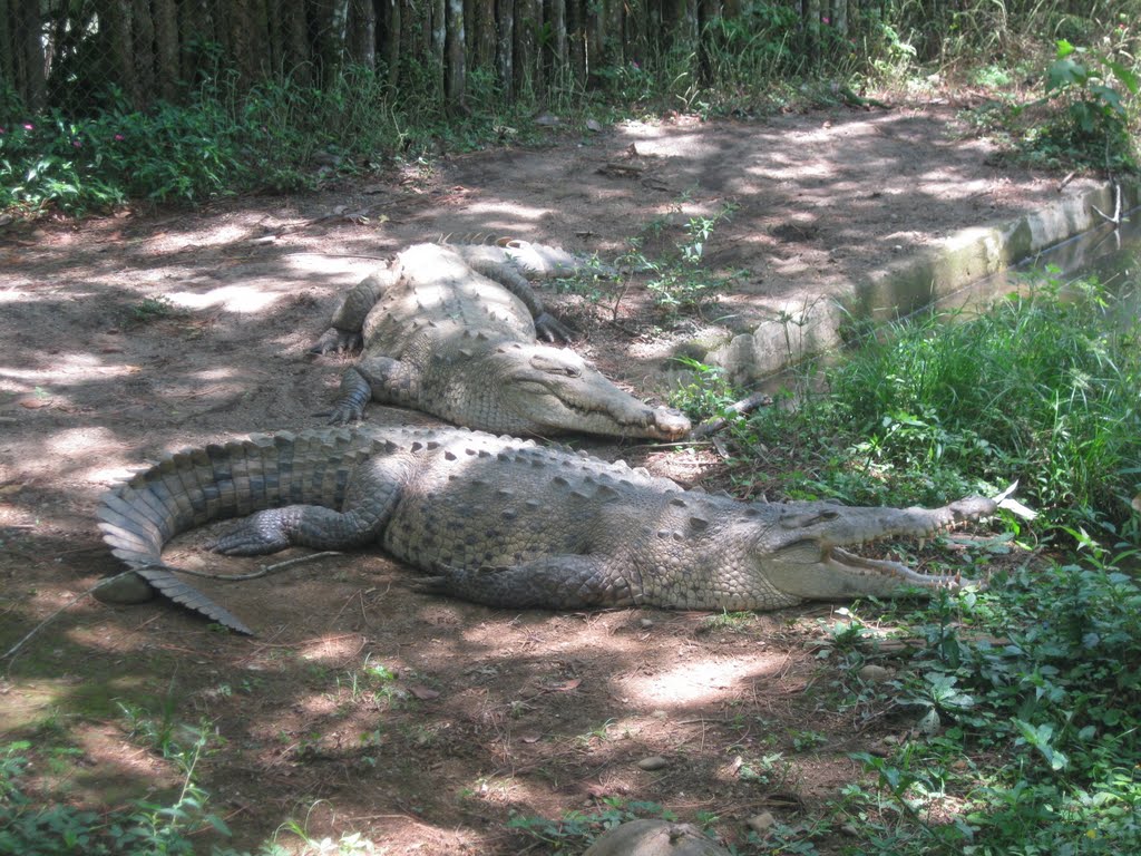 Cocodrilos tomando el sol by ringoo