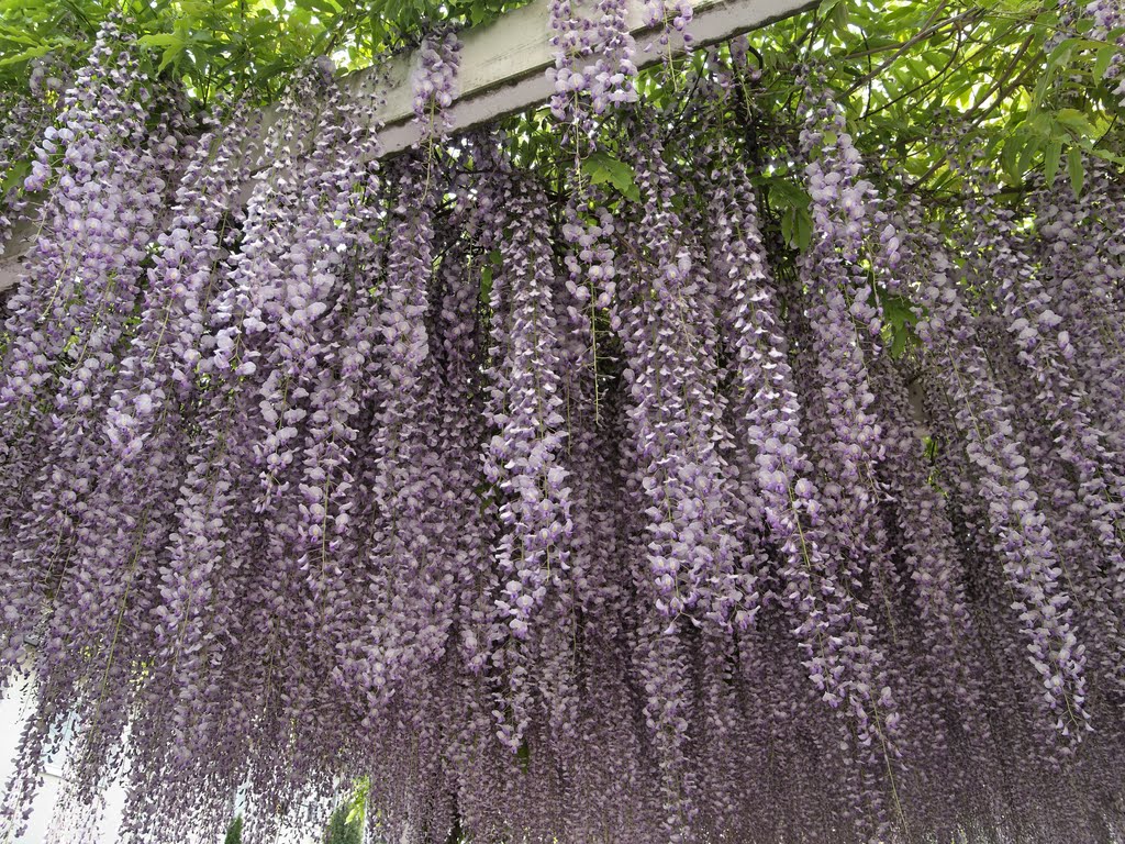 Japanischer Blauregen - Wisteria floribunda - (Glyzinie) - please enlarge - by Volkert Weidl