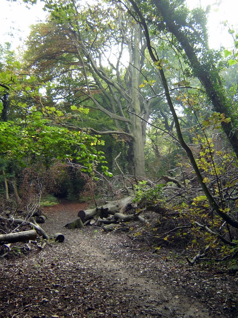 Woodland footpath near Caterham by igloowhite75