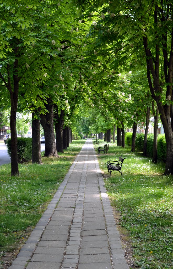 Zöld folyosó (Green corridor) by Kemény Éva