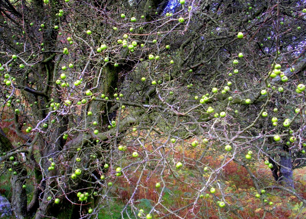 crab apples by muba