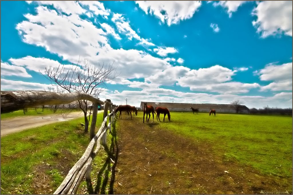 Свободолюбивые животные... - Freedom-loving animals... by Евгений Перцев ©