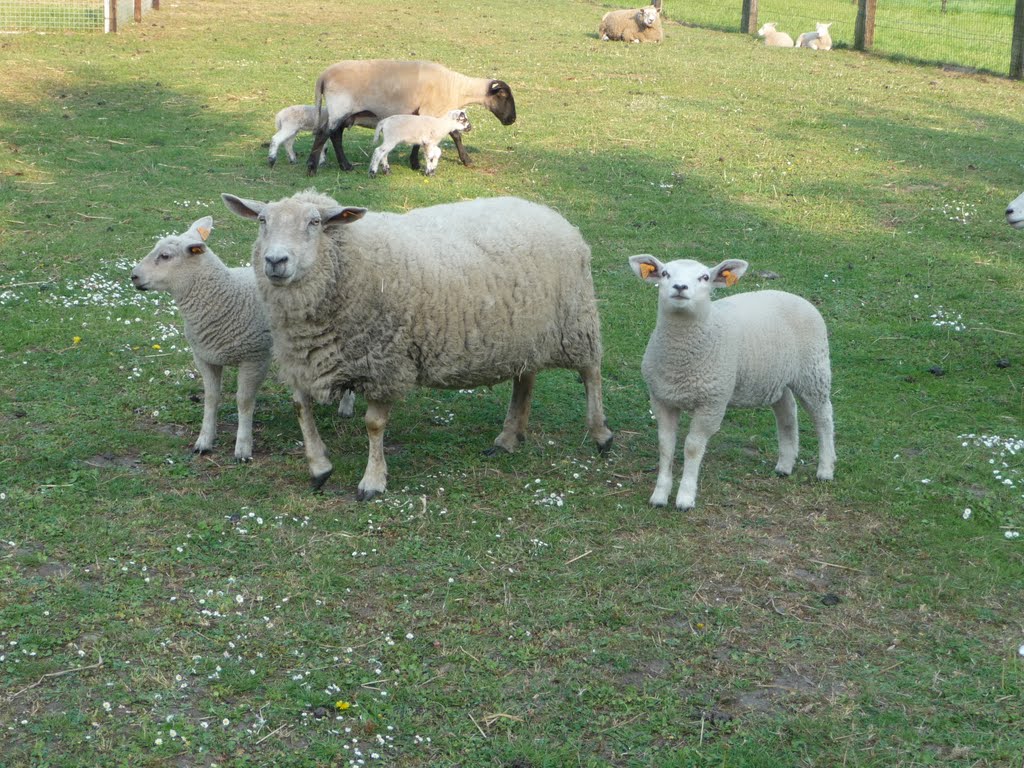 Wachtebeke Schapen op de weide by joeri Goossens