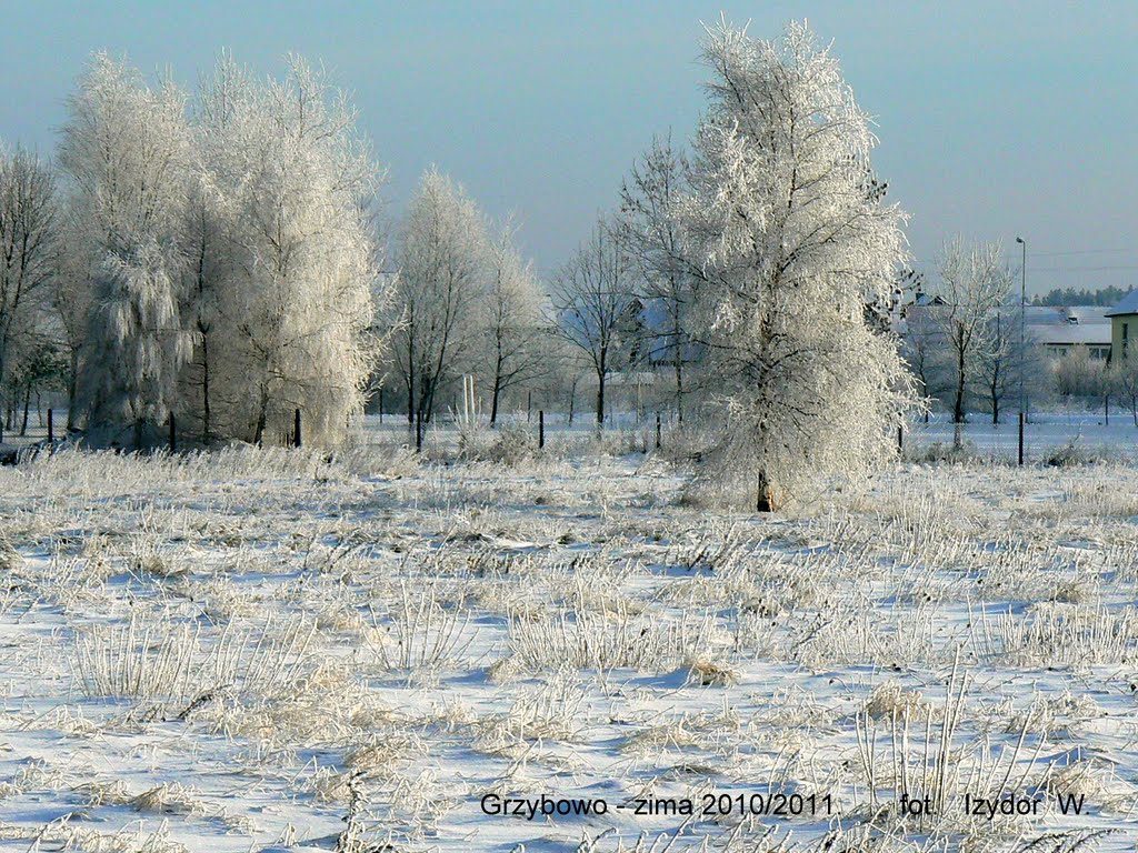 Srebrzyste kolory zimy, /Silvery colours winter/ by izywec