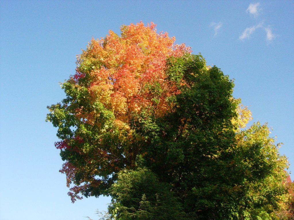 Tree in october by Aaron A