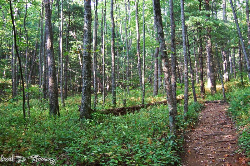 Byron Reese Trail by SKPhoton