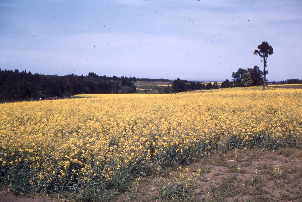 1956 Misawa Japan Rapeseed fields by jlclark1935