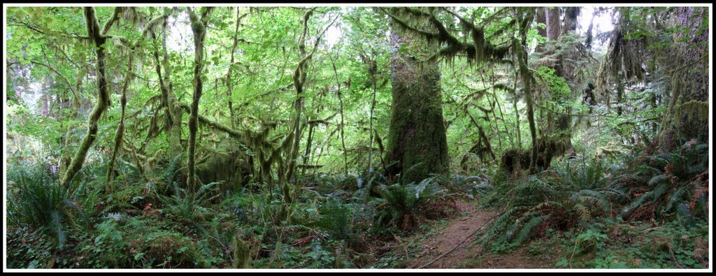 A small pano of temperate Hoh Rainforest. by Jon Gibson