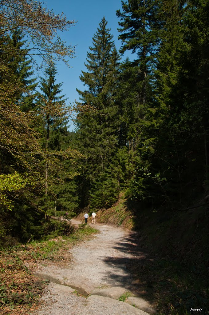 Wanderweg zum Glaswaldsee by Herbij