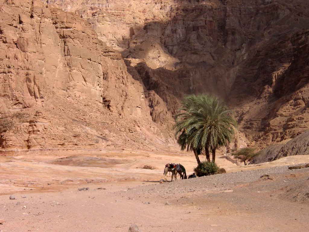 Qesm Nwebaa, South Sinai Governorate, Egypt by Benedikt Karpati