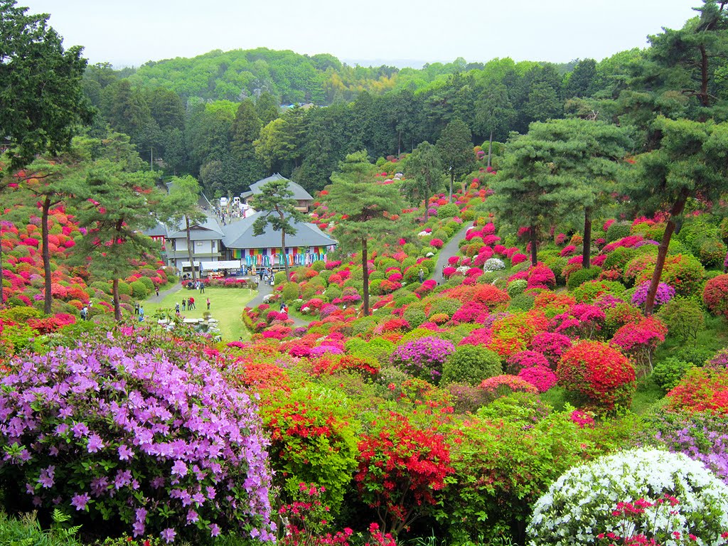 塩船観音寺のツツジ (Azalea Festival in Ome) 03 May, 2011 by cyber0515