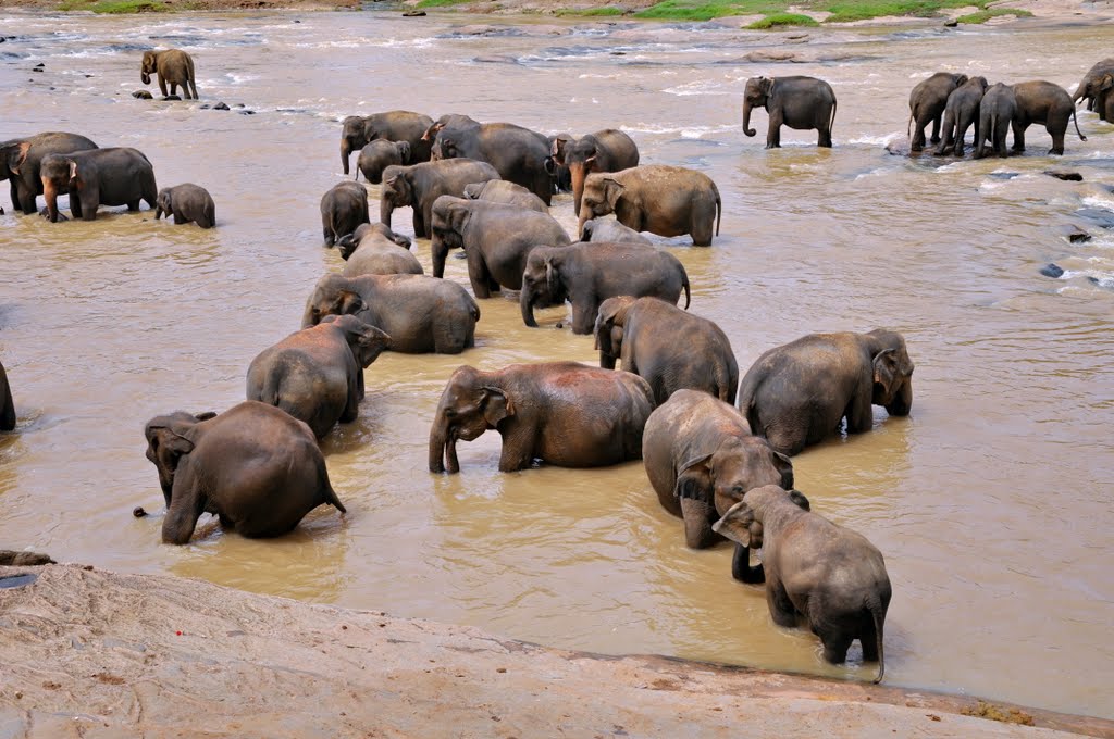 The Pinnawela Elephant Orphanage in Pinnawala, Sri Lanka. by Nicola e Pina Sri Lanka 2011