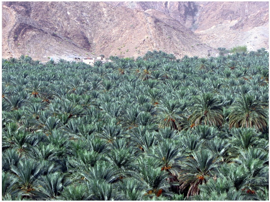 Birkat Al Mawz Valley 2 by M.Taufiq