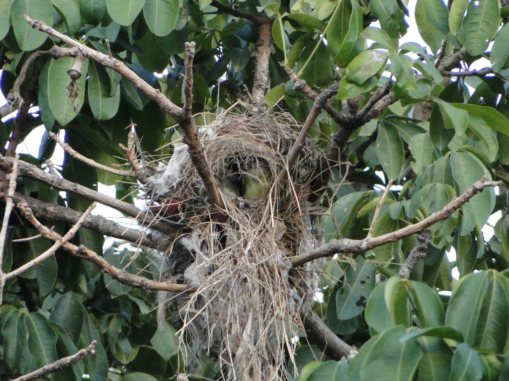 Bird's Nest bem-te-vi - Belo Horizonte - Brasil by Luiz Gimenes Souza