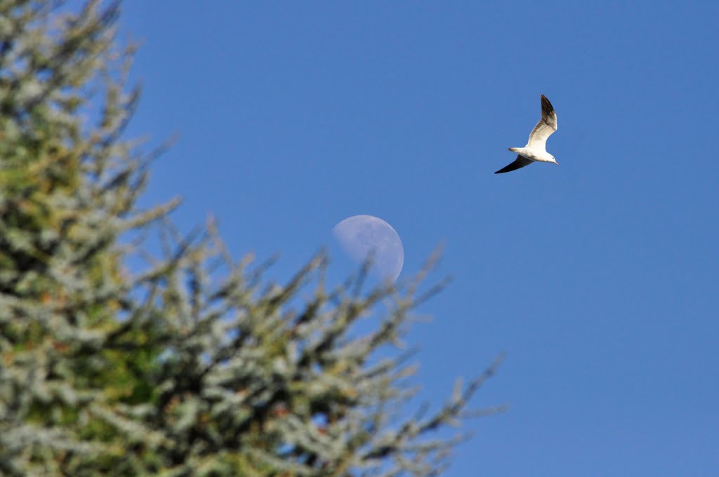 Luna y gaviota by GustavoV