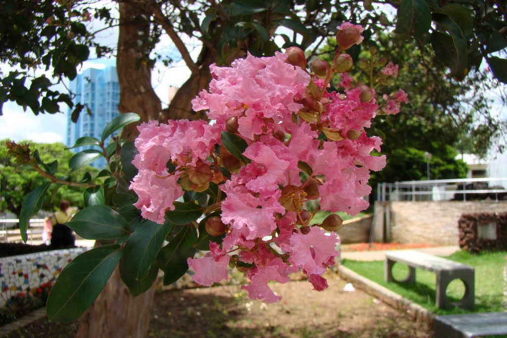 Ecological Park Renato Azeredo - Belo Horizonte - Brazil by Luiz Gimenes Souza