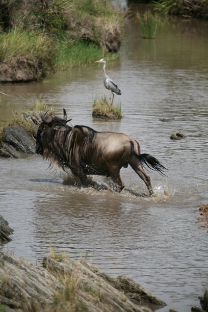 Massai Mara - Blue Wildebeest - Cross the river (single) by Wei Jiang